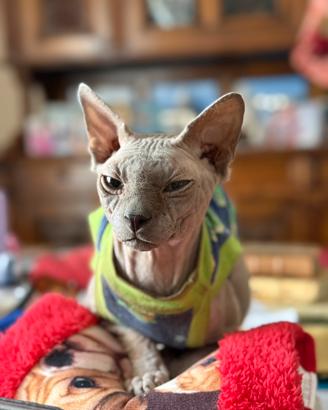 Sphynx disponibile per monta-elegante e affettuoso