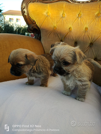 Cuccioli meticci mix Maltese