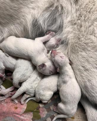 Cuccioli di pastore svizzero con pedigree