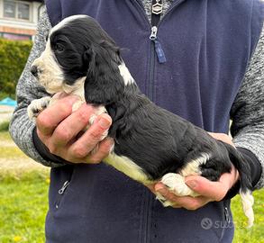 Cuccioli di cocker spaniel