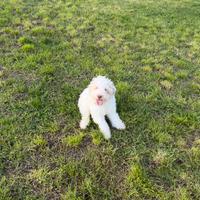 Cucciolo di Lagotto Romagnolo puro