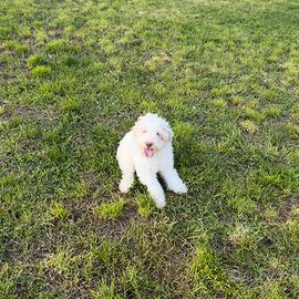 Cucciolo di Lagotto Romagnolo puro