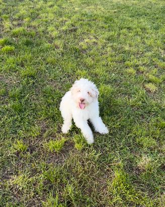 Cucciolo di Lagotto Romagnolo puro