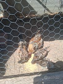 galline sebright 