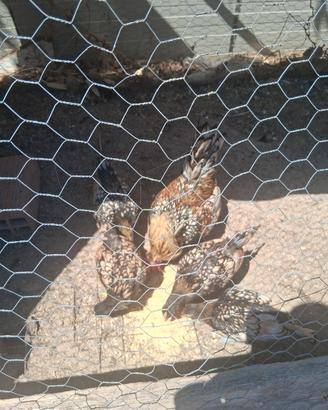 galline sebright 