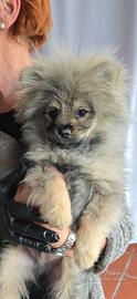 Volpino di pomerania 5 mesi