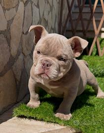 American bully exotic