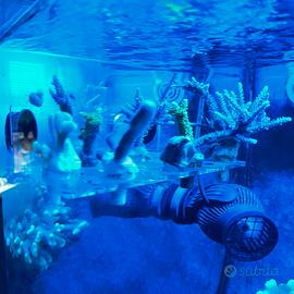 Talee acropora pocillipora tricolor, nobilis