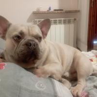 Bulldog francese