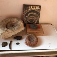 Piccola collezione di fossili + libro