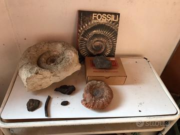 Piccola collezione di fossili + libro