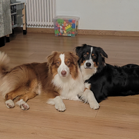 Australian Sheperd Red Tricolor