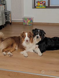 Australian Sheperd Red Tricolor