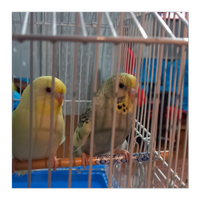 Coccorite/coccoriti allevate a mano