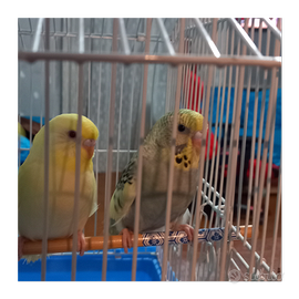 Coccorite/coccoriti allevate a mano