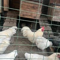 Galline Australorp bianco