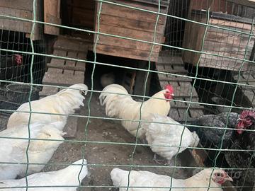 Galline Australorp bianco