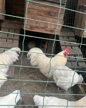 Galline Australorp bianco