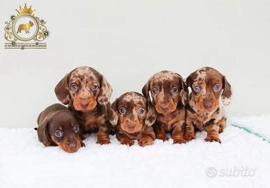 Strepitosi Bassotti Kaninchen