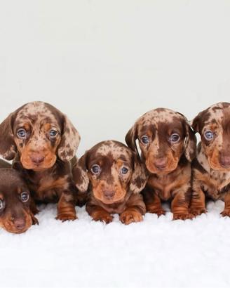 Strepitosi Bassotti Kaninchen