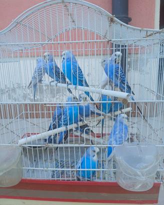 Cocorite viola ,blu cobalto perlate blu cobalto