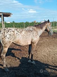 Cavalla 