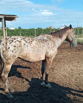 Cavalla 
