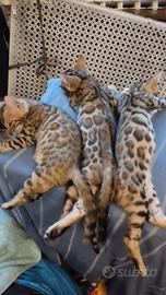 Bengal.ducati dolci afetuosi