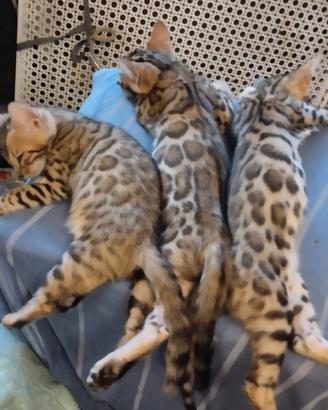 Bengal.ducati dolci afetuosi