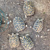 Testudo hermanni hermanni