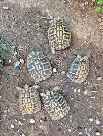 Testudo hermanni hermanni
