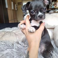 Chihuahua maschietto