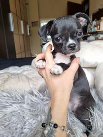 Chihuahua maschietto