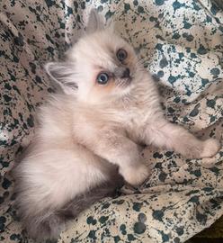Ragdoll