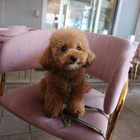 Barboncino toy MONTA