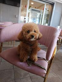 Barboncino toy MONTA