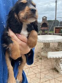 Cuccioli di cocker spaniel con Pedigree Enci
