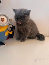 Femmina British Shorthair manto blu