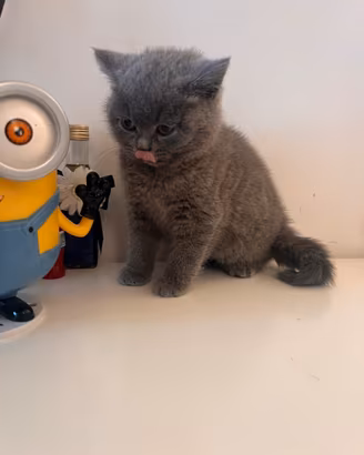 Femmina British Shorthair manto blu