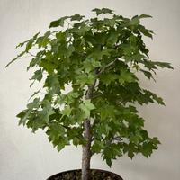 Pianta di liquidambar