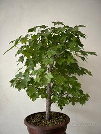 Pianta di liquidambar