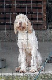Spinone Italiano