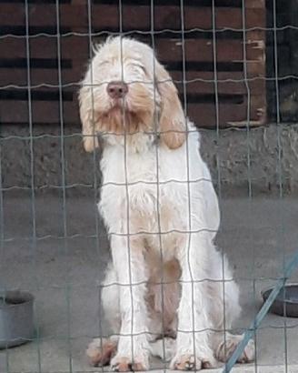 Spinone Italiano