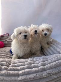 Maltese - Masxhio e Femmina
