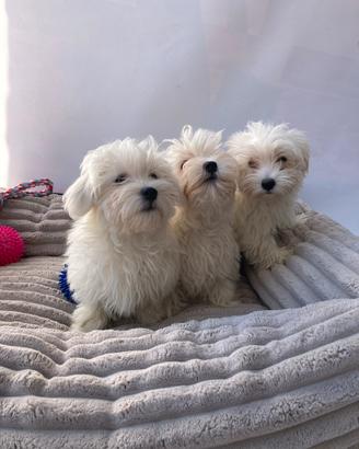 Maltese - Masxhio e Femmina