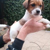Cuccioli di Jack Russell