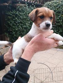 Cuccioli di Jack Russell