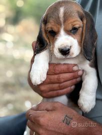 Beagle