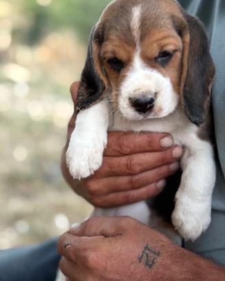 Beagle