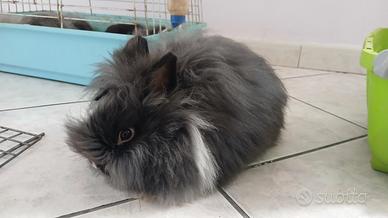 Conigli testa di leone